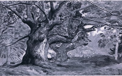 The Panshanger Oak, Hertfordshire, Nature in Britain by T. Medland